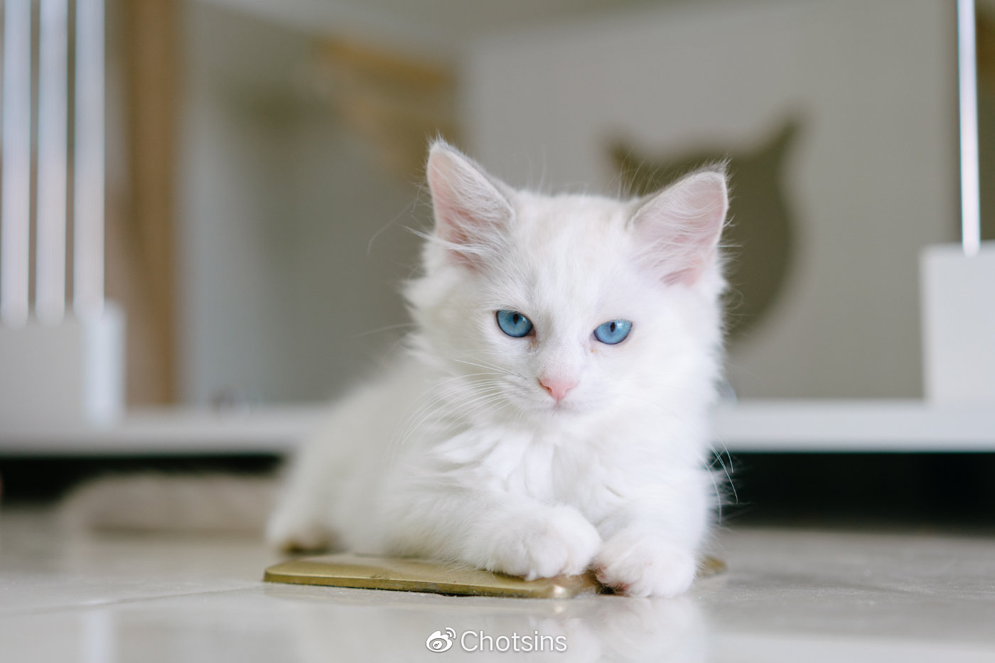 宠物约拍蓝眼布偶猫奶白私写真