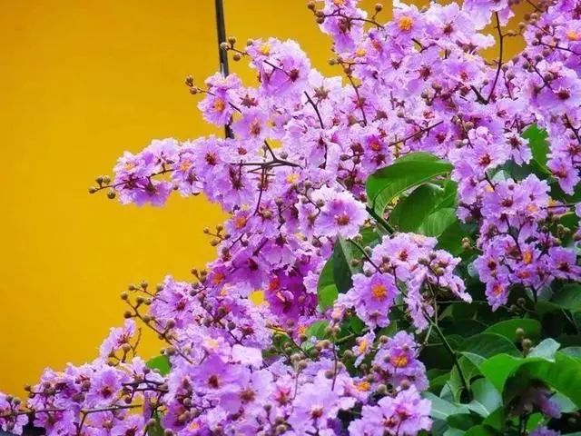 厦门这些地方花开成海.现场唯美,浪漫~_徐光辉