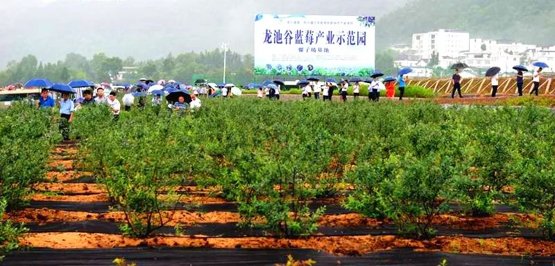 参观龙池谷蓝莓产业示范园杨柏镇骡子坡村6月20日上午,与会嘉宾前往本