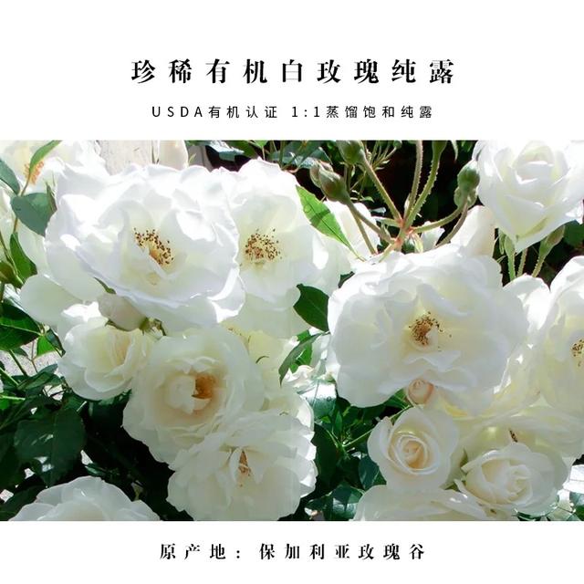 女人必备纯露:只需几滴立刻为肌肤注入水分 还原肌肤水润透白_玫瑰