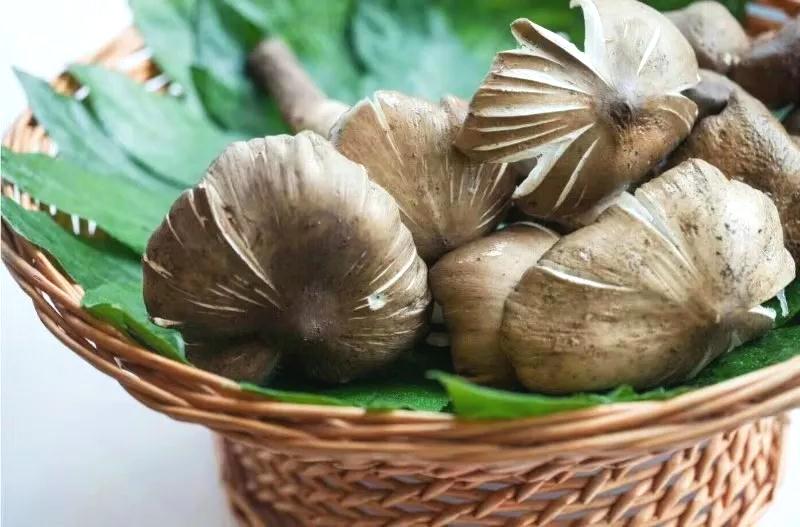 斗鸡公学名鸡枞,又名斗鸡菇,鸡脚菇,伞把菇等,但是在仁寿,我们喊"斗鸡