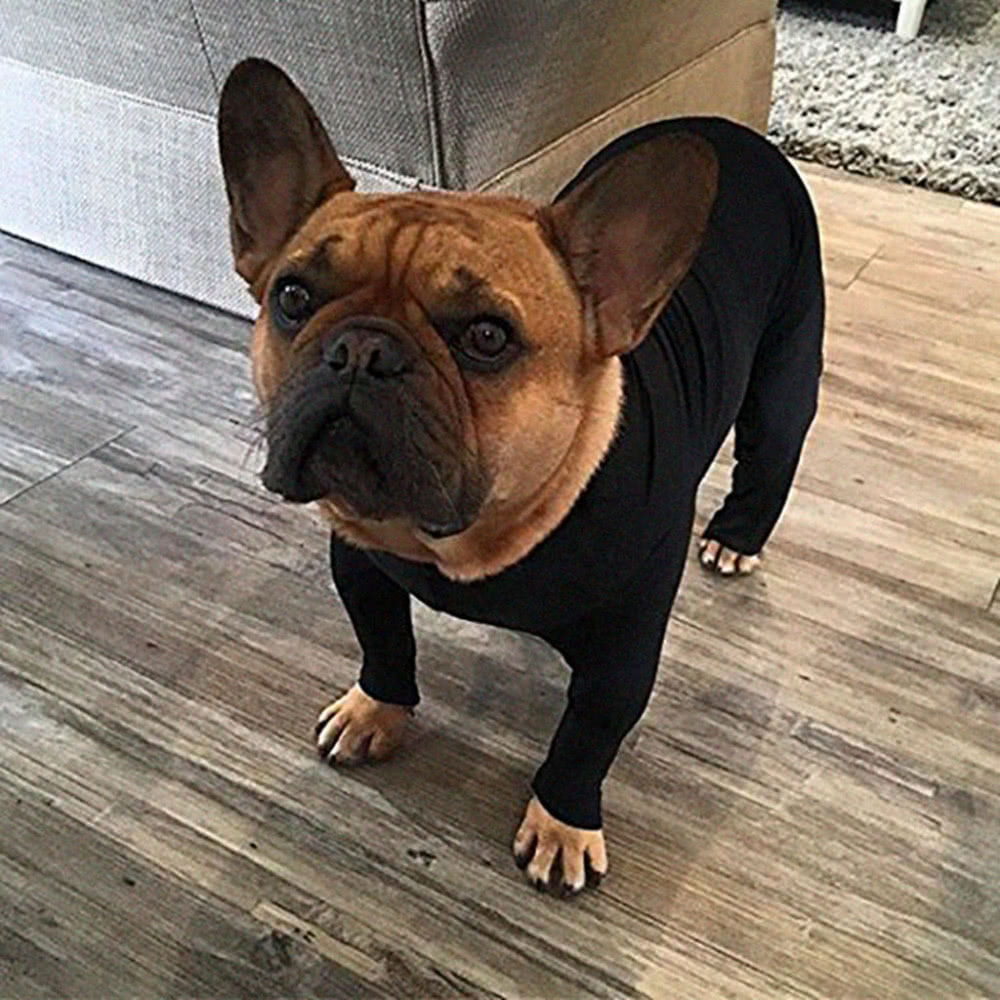 国外设计出狗狗防毛紧身衣优点多多狗主人却不愿买单