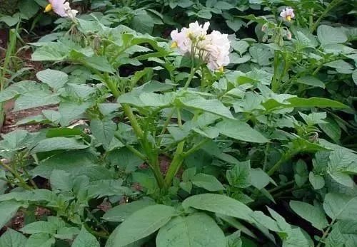 马铃薯主要有哪些类型