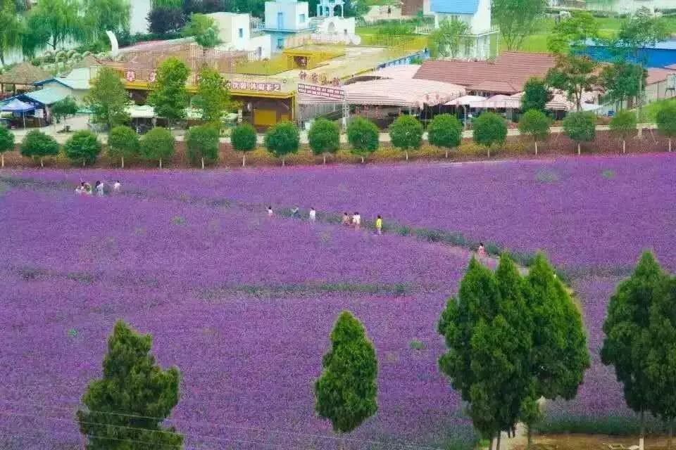 香草园音乐节安州电音节等你来抢票