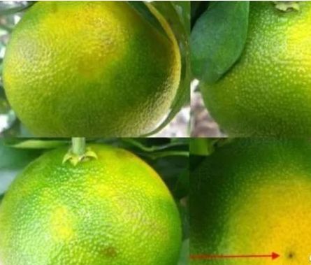 柑橘红美人种植技术病虫害该怎样防治