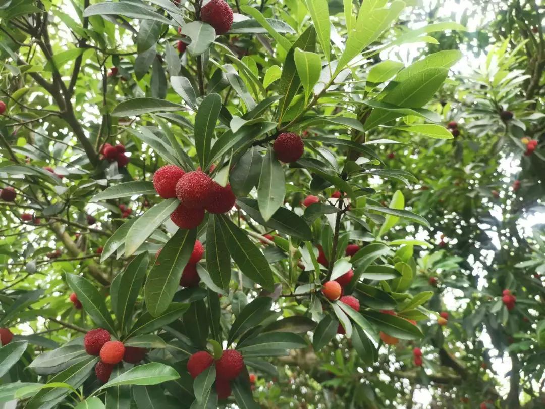 舟山晚稻杨梅今天上市啦!价格都帮你问好啦