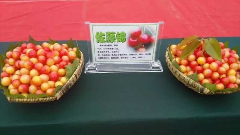 四川首席党媒力挺:长在深山有人识|汉源甜樱桃不愁卖