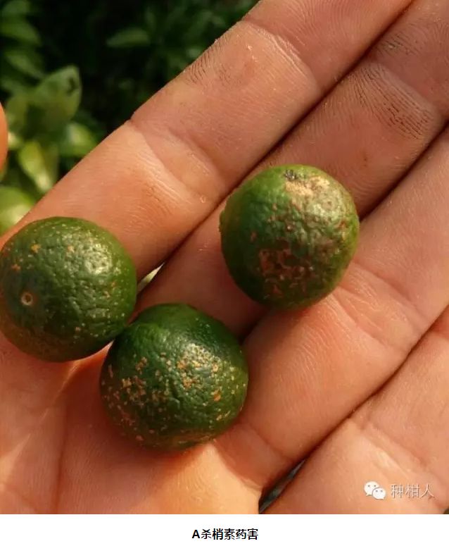 注意虫螨腈出事了这家农药店赔了24万还需要警惕这些农药