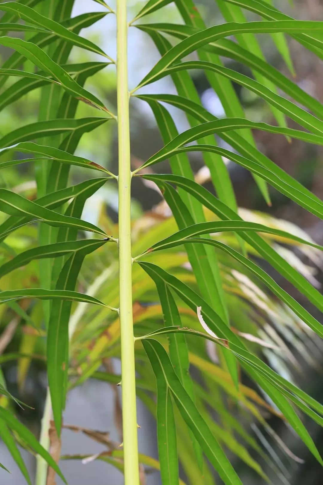 李晶萍 摄3与杭州市长苏东坡,大有渊源虽然叉叶苏铁不太常见,但是同