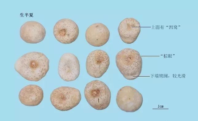 半夏石菖蒲:一寸九节石菖蒲,表面环节有密疏,三角叶