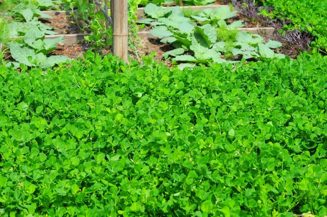 "人好酒(葡萄酒),马喜苜蓿(紫苜蓿),于是它们就手