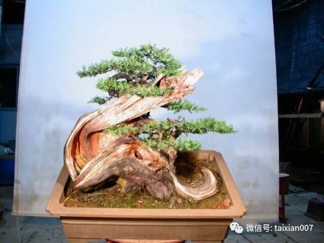 制作蜕变全过程!_树桩