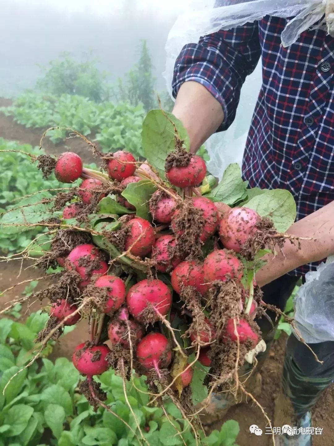 水分充足因其独特的土壤环境武陵乡的雪山上而得名雪山萝卜因种植在