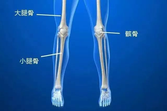 大小腿的骨骼结构图图片