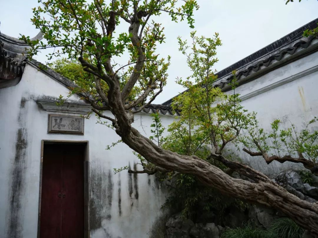 网师园内多松柏,白皮松,罗汉松等样貌朴拙有古意,是能"入画"的.