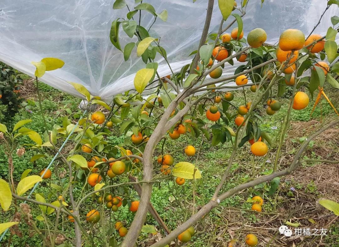 柑橘树黄化救治图片