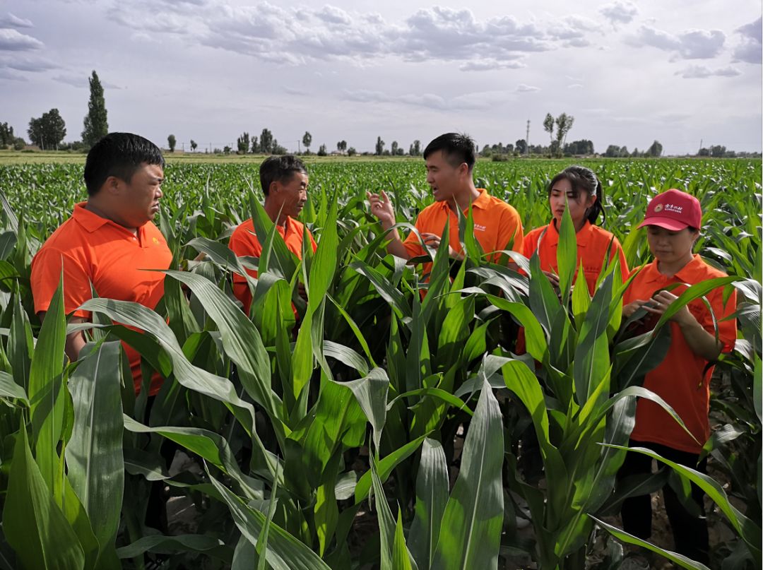 三面沙漠也挡不住金丰公社在这里扎根