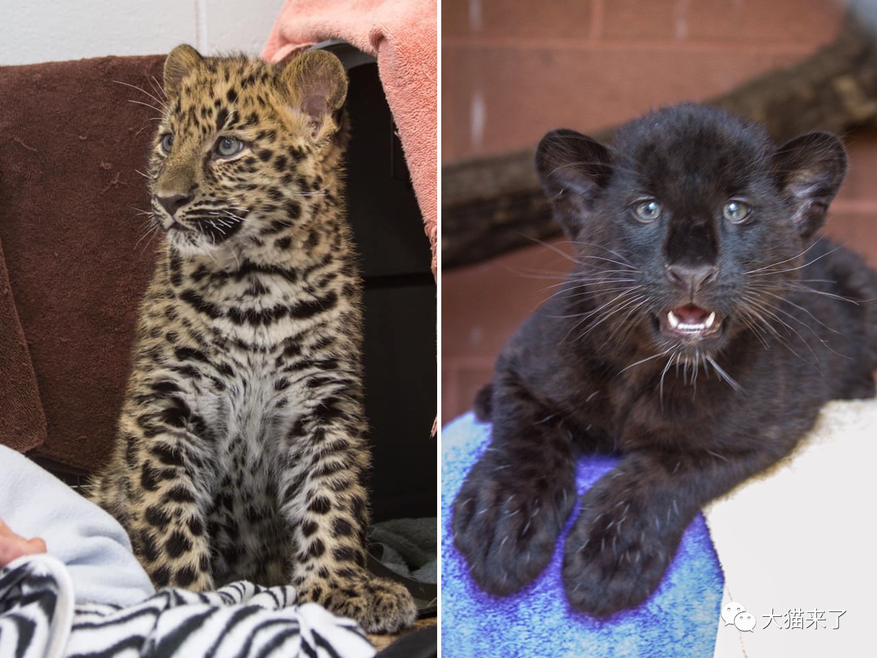 从小奶豹到翩翩少年一起看看远东豹幼崽5个月的成长变化