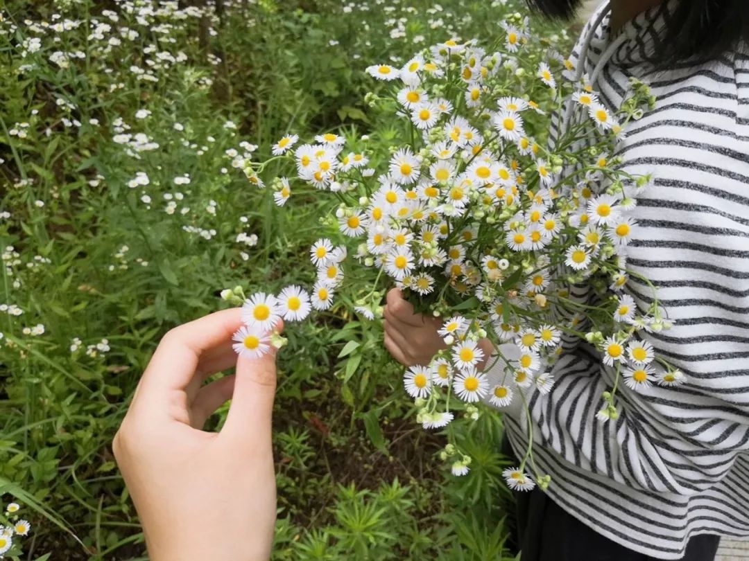 女生的雏菊长啥样图片