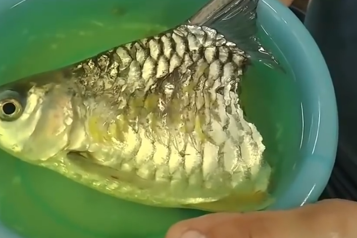 世界上最顽强的鱼,身子被咬了一半,还坚强地活着!