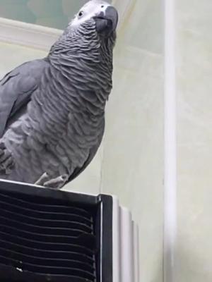 顶嘴的小灰打呼噜