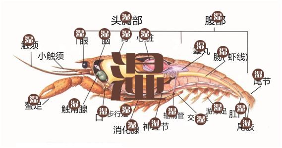 鱿鱼中文解剖结构图图片