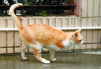 大沟通:就凭你这三脚猫的功夫?