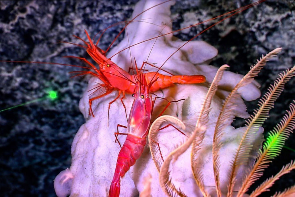 "科学"号带回未知海洋生物和海底美景,先睹为快