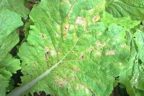 霜脲氰锰锌 烯酰吗啉锰锌 氟吗啉锰锌 新药恶唑菌酮 烯肟菌酯 嘧菌酯