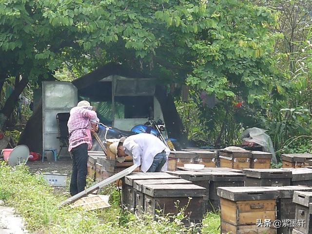 七律 養蜂人家