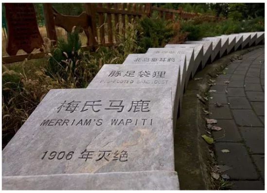既然失去注定无法挽回,请在我消失前,留住我_动物