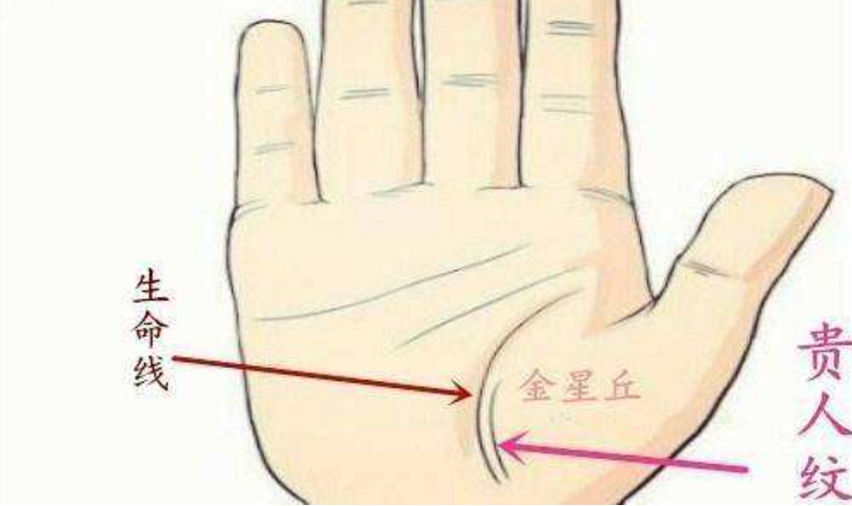贵人纹位于生命线的内侧,在相学上也称为第二生命线.