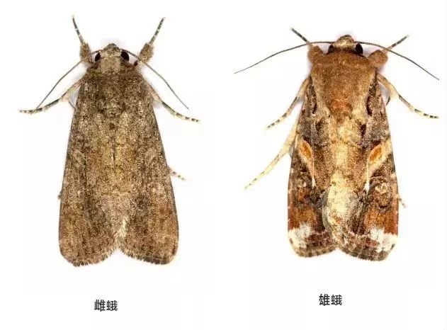 外号"粮食杀手" 这种蛾子挺可怕!赶紧看看你家田地有没有!
