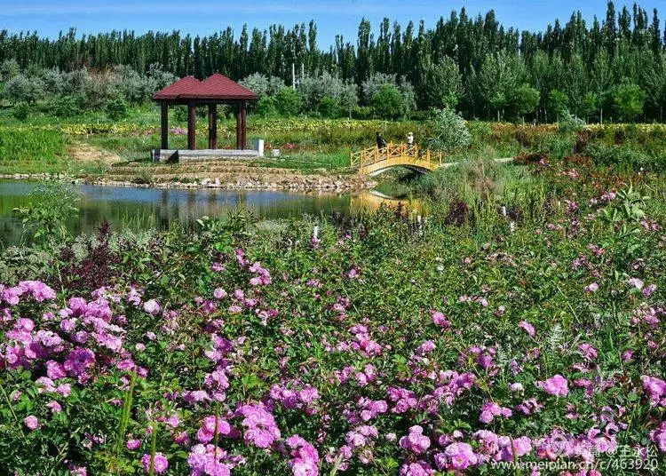 南阳玫瑰谷自然风景区图片