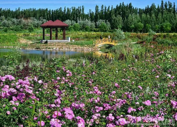 夏日玫瑰谷景美如画醉游人_金昌