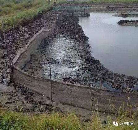 螃蟹池塘水草挂脏?刚毛藻附着?老师傅给你这四点建议,快收藏