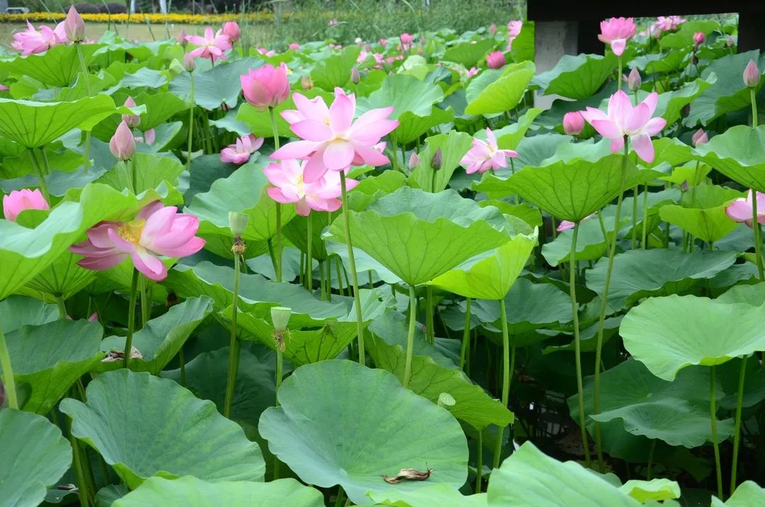 看港城的荷花竟是如此美麗的風景