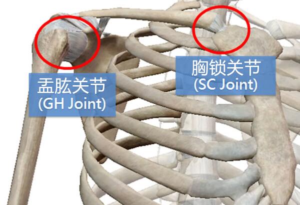 包含(1) 盂唇关节,(2) 胸骨锁骨关节,(3) 肩胛胸廓关节及(4) 肩峰锁骨