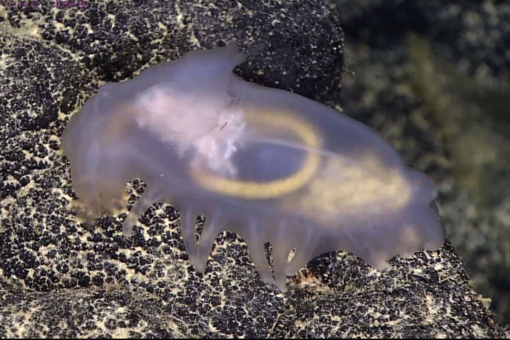 "科学"号带回未知海洋生物和海底美景,先睹为快