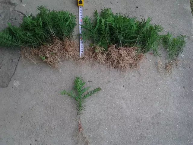 植物· 土壤 | 根与土的那些奇迹_根系