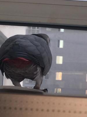 顶嘴的小灰看那俩小腿儿