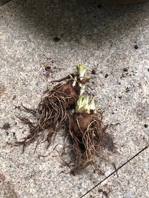 挺拔秀丽盆栽蛇鞭菊