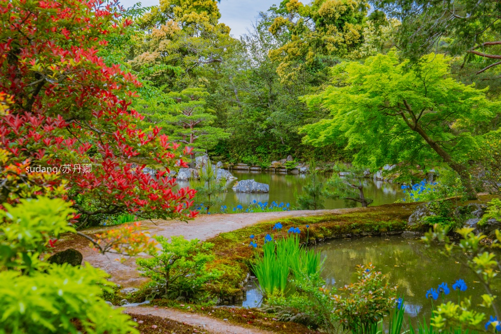 日本最美的世界文化遗产之一：金阁寺，聪明的一休在此擒虎