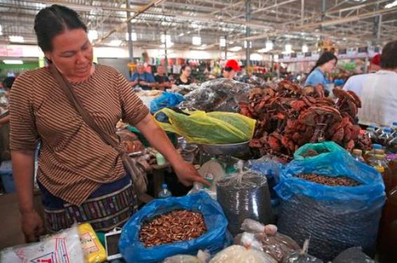 老挝的菜市场充满野味啥玩意都有网友看完想吐了