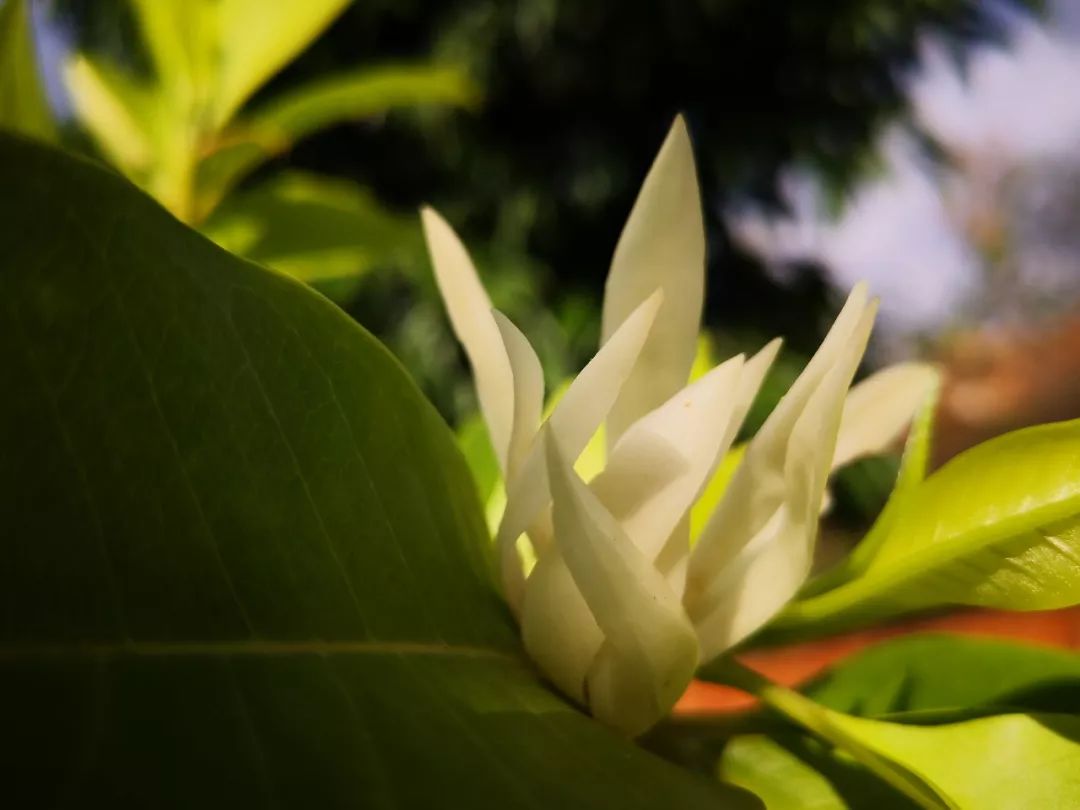 缅桂花开 —— 藏在凤凰山中的洁白清香