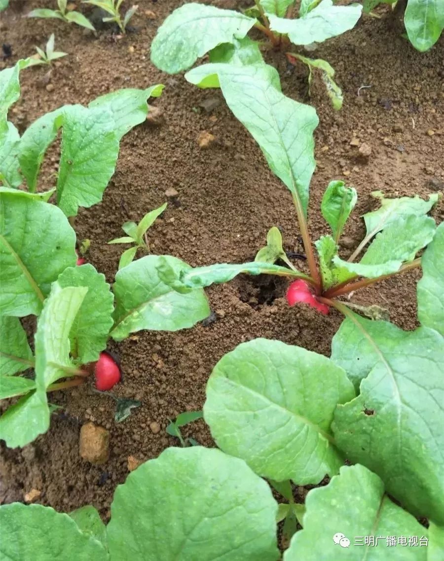 新品种来了大田引进的这种萝卜你吃过吗