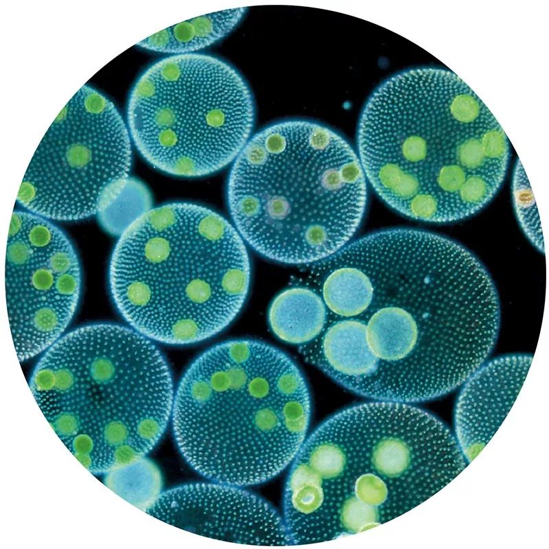 生物的进化——单细胞生物(三)