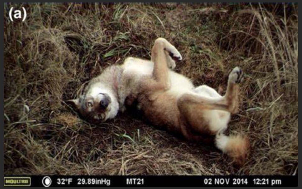 33年后切尔诺贝利核辐射下的动物们