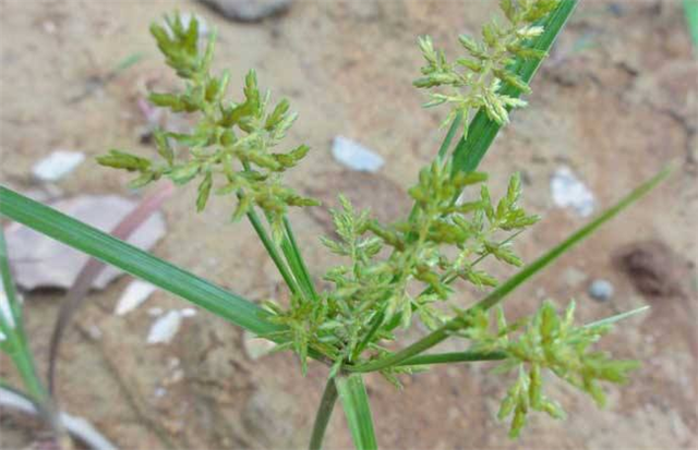 这个植物人称雷公头根茎价值较为珍贵如今10块钱一斤