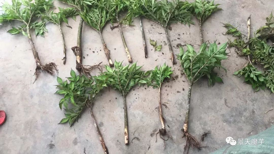 六月魔芋管理须知